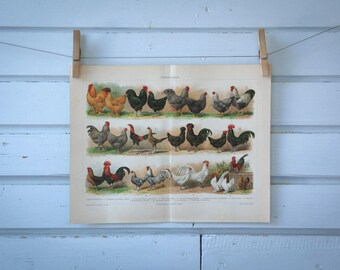 1907 Vintage Chicken Breeds Chromolithograph Illustration