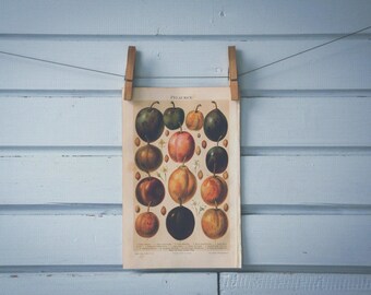 1897 Vintage Plums Chromolithograph Illustration