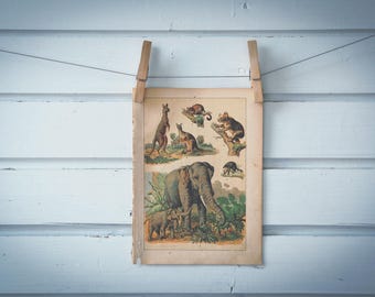 1897 Vintage Elephant & Marsupials Chromolithograph Illustration