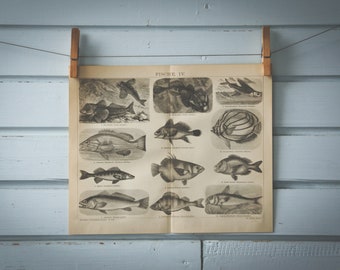 1887 Vintage Fish Lithograph Illustration