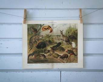1907 Vintage Fauna of Australia Chromolithograph Illustration