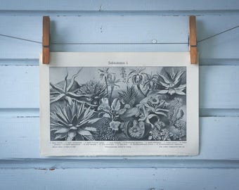 1907 Vintage Succulents Illustration