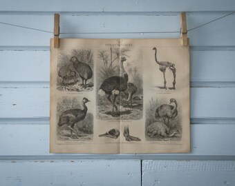 1887 Vintage Ratites Lithograph Illustration