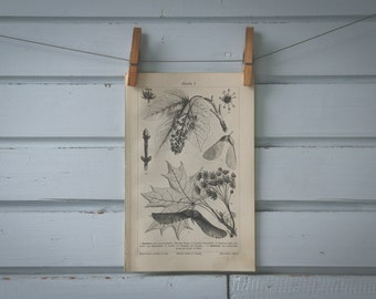 1907 Vintage Maple Lithograph Illustration