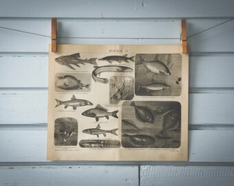 1887 Vintage Fish Lithograph Illustration