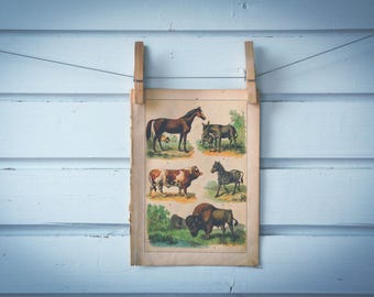1897 Vintage Even-Toed Ungulates Chromolithograph Illustration