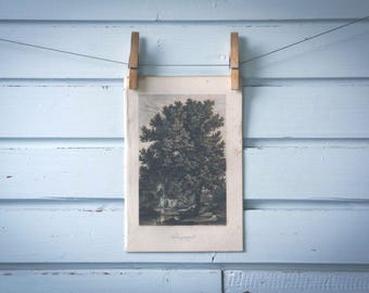 Rare find* 1871 Vintage Black Poplar Lithograph Illustration