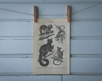 1907 Vintage Prosimians Lithograph Illustration