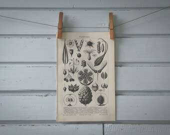 1907 Vintage Fruit Seeds Lithograph Illustration