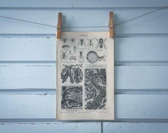 1907 Vintage Ants Lithograph Illustration