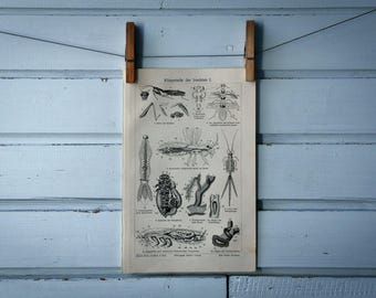 1907 Vintage Insects Anatomy Lithograph Illustration