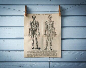 1887 Vintage Muscular System Chromolithograph Illustration