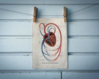1925 Vintage Circulatory System Illustration