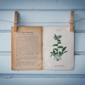 1894 Vintage Lungwort Chromolithograph Illustration