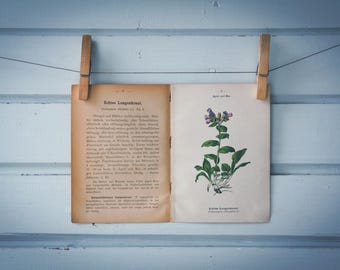 1894 Vintage Lungwort Chromolithograph Illustration