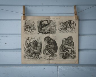 1887 Vintage Old World Monkeys Lithograph Illustration