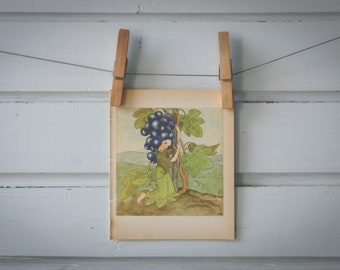 1935 Vintage Grapes Illustration