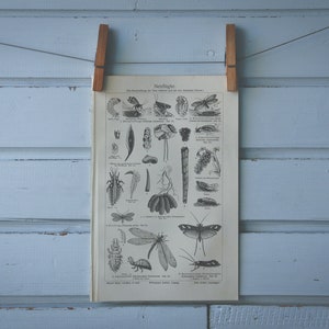 1907 Vintage Neuroptera Lithograph Illustration