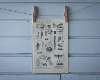 1907 Vintage Neuroptera Lithograph Illustration