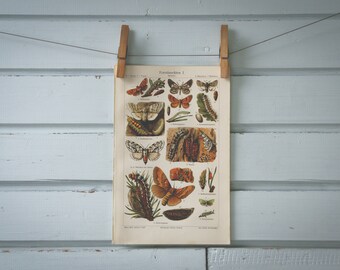 1907 Vintage Moths Chromolithograph Illustration