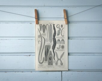 1907 Vintage Worms Lithograph Illustration