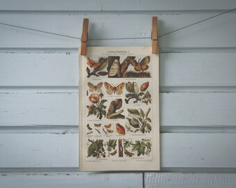 1907 Vintage Garden Pests Chromolithograph Illustration