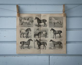 1887 Vintage Horse Breeds Lithograph Illustration