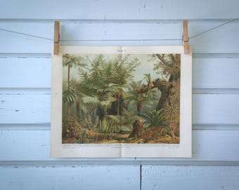 1907 Vintage Ferns Chromolithograph Illustration