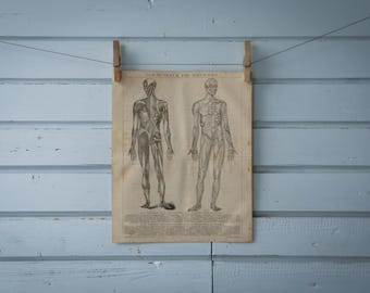 1887 Vintage Muscular System Chromolithograph Illustration
