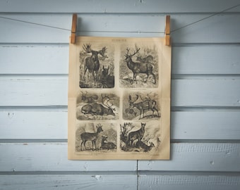 1887 Vintage Deer Lithograph Illustration