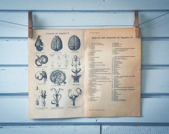 1907 Vintage Mammal Anatomy  Lithograph Illustration