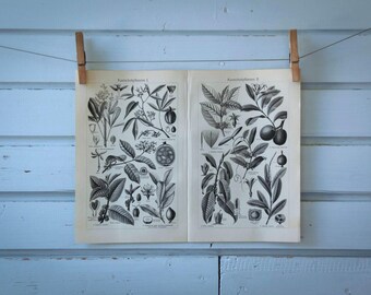 1907 Vintage Natural Rubber Lithograph Illustration