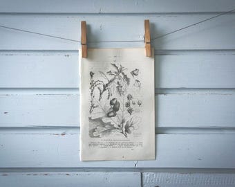 1871 Vintage English Oak Lithograph Illustration