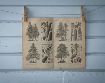1887 Vintage Conifers Lithograph Illustration