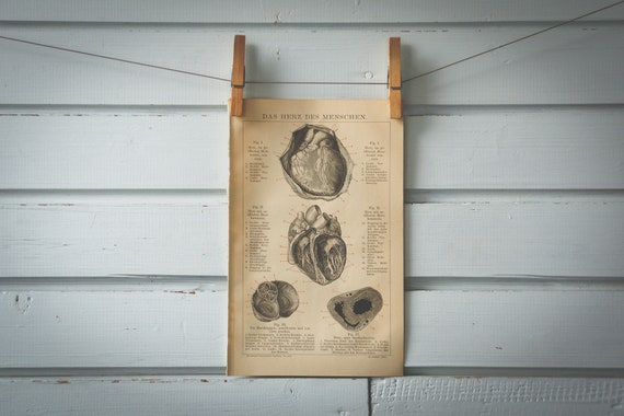 1887 Vintage Anatomy of the Heart Illustration