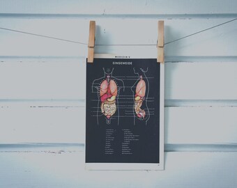 1956 Vintage Internal Organs Illustration