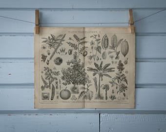 1887 Vintage Domesticated Plants Lithograph Illustration