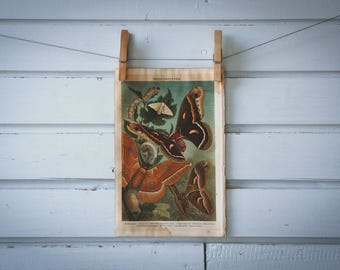 1890 Vintage Moths Chromolithograph Illustration