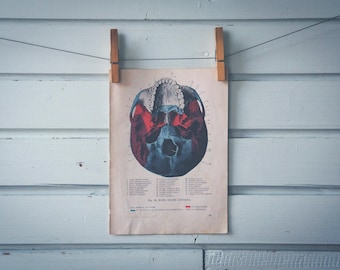 1946 Vintage Human Scull Illustration