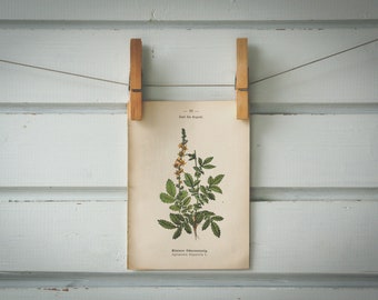 1894 Vintage Common Agrimony Chromolithograph Illustration