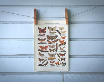 1936 Vintage Butterflies Illustration