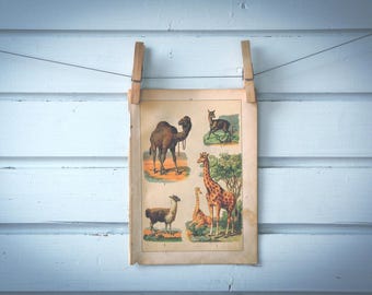 1897 Vintage Even-Toed Ungulates Chromolithograph Illustration