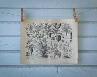 1907 Vintage Nonfood Crops Lithograph Illustration