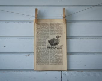 1887 Vintage Dodo Lithograph Illustration