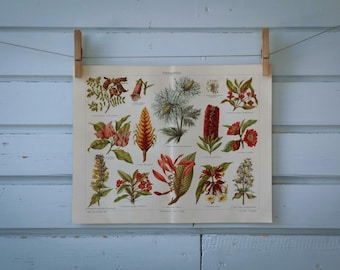 1907 Vintage Garden Plants Chromolithograph Illustration