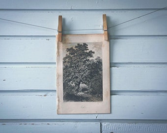 Rare find* 1871 Vintage Oak Lithograph Illustration