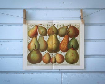 1907 Vintage Pear Varieties Chromolithograph Illustration