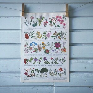 1968 Vintage Flowers of Australia Illustration