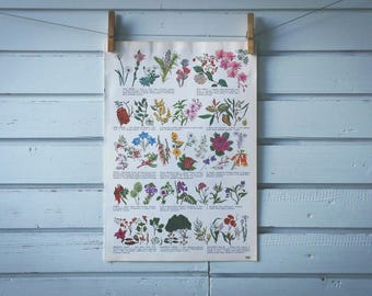 1968 Vintage Flowers of Australia Illustration