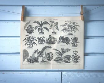 1882 Vintage Foliage Plants Lithograph Illustration